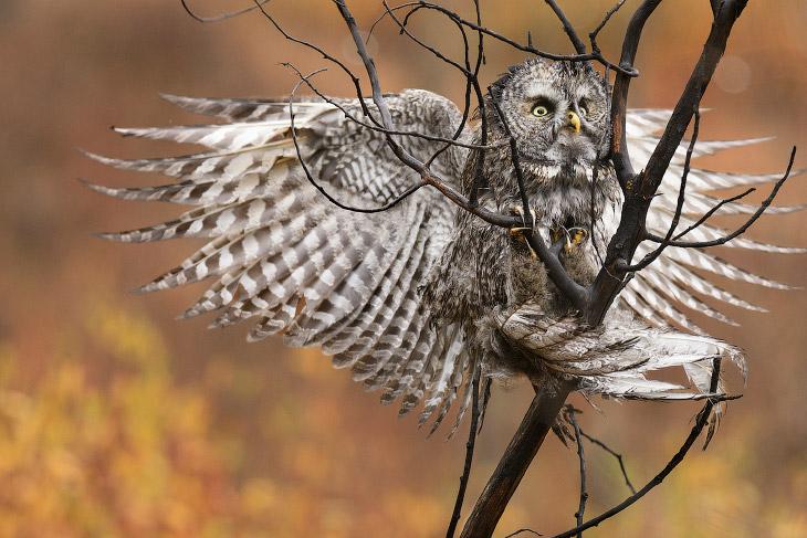 Ziemeļu pūce Ķermeņa garums... Autors: ezkins Putnu konkurss Audubon Photography Awards 2017