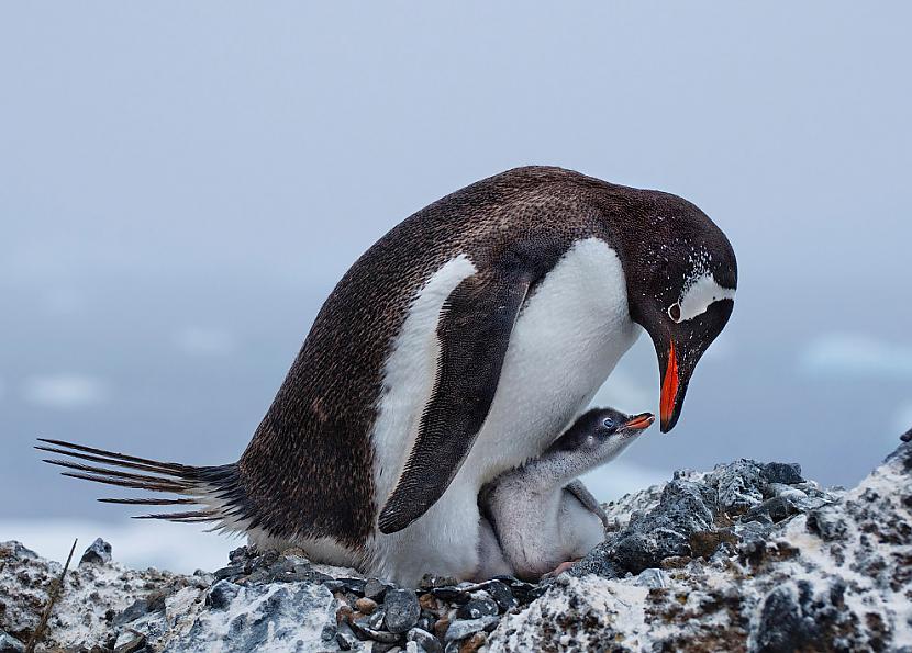 Džentū pingvīns un tā mazulis... Autors: ezkins Putnu konkurss Audubon Photography Awards 2017