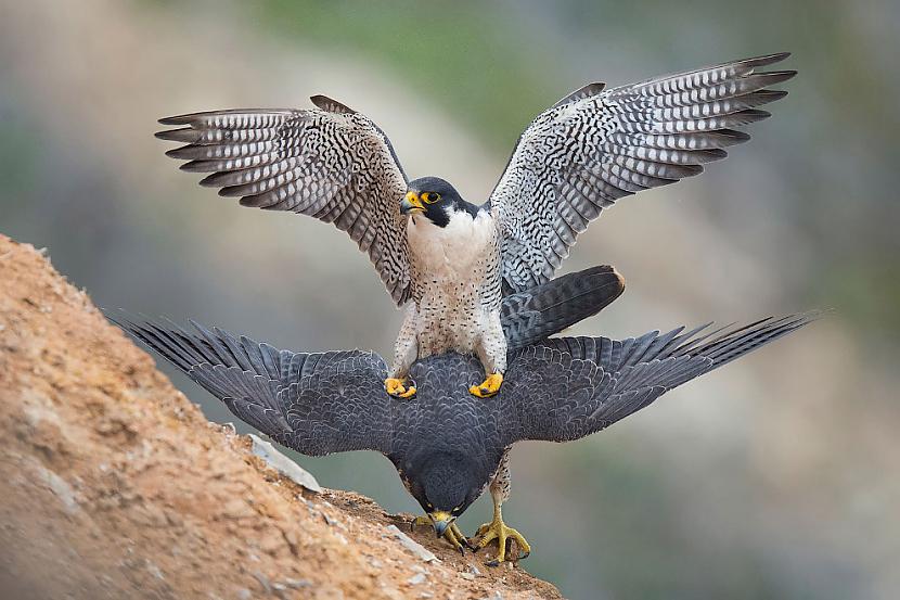 Lielais piekūns Izceļas ar... Autors: ezkins Putnu konkurss Audubon Photography Awards 2017
