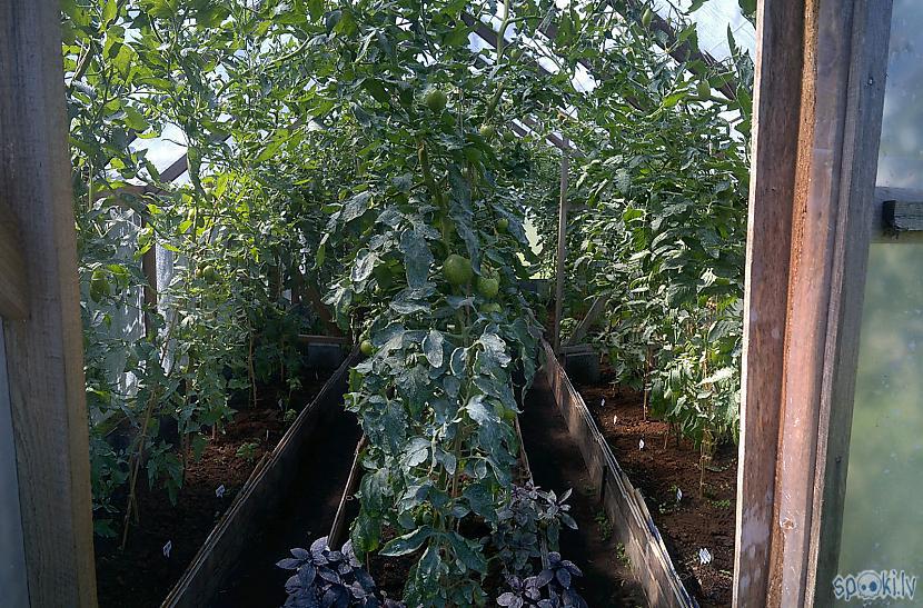 Apscaronricēju tomātus ar... Autors: Werkis2 Sējam, audzējam un stādām 2017 - 007