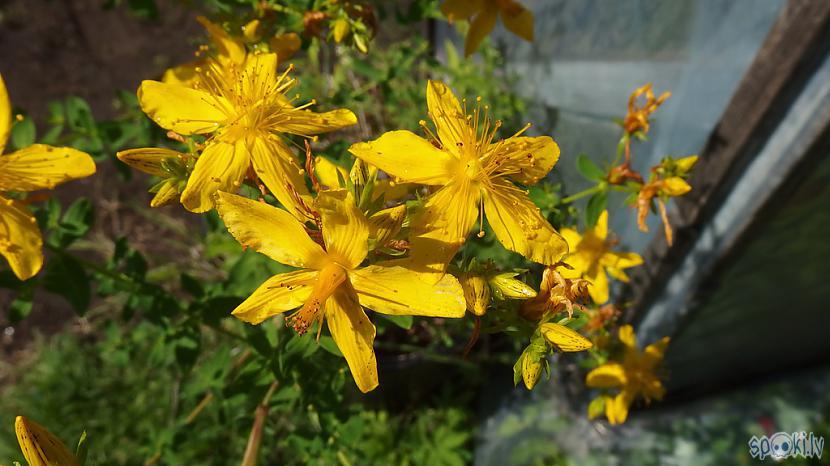 Ziedi pēc lietus  Autors: Werkis2 Sējam, audzējam un stādām 2017 - 007