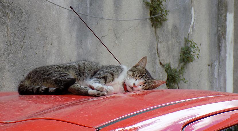 Nezinu kā tas kaķis tur... Autors: sisidraugs Lisabona | Mans rajons