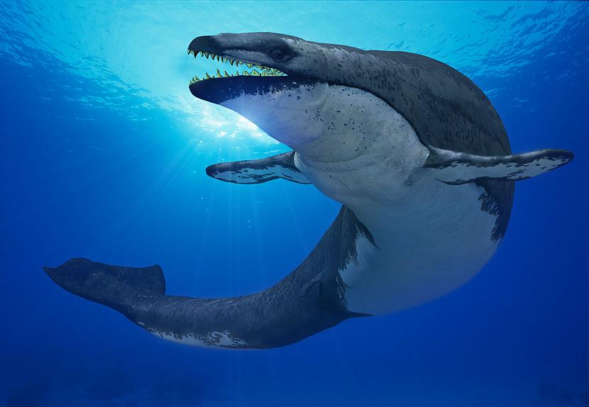 Pirms 39 mlj gadu senie vaļi... Autors: kmihs Sauszemes valis