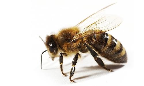 Lai savāktu 1 kilogramu medu... Autors: Tomātmaize  10 fakti, kuri ir pilnīgi bezjēdzīgi