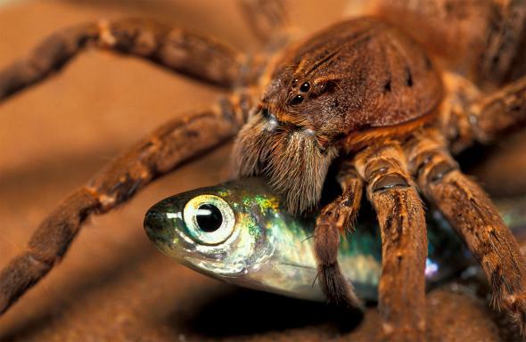 Scaronādi zirnekļveidīgie ir... Autors: Zirnrēklis Zirnekļi, kas pārtiek no zivīm
