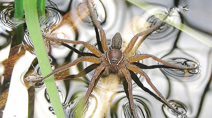 Vismaz 18 sugas ir novērotas... Autors: Zirnrēklis Zirnekļi, kas pārtiek no zivīm