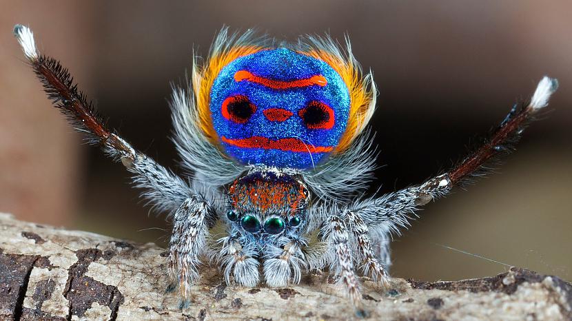 Peacock Spider  pāva astes... Autors: Zirnrēklis Daži seksīgi zirnekļi