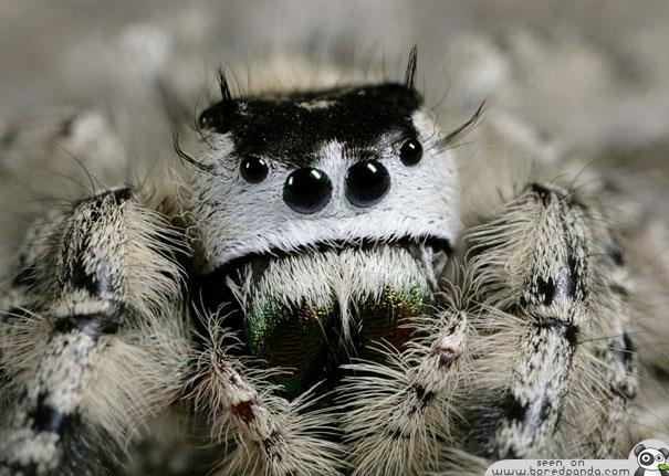Phidippus otiosusnbsp... Autors: Zirnrēklis Daži seksīgi zirnekļi