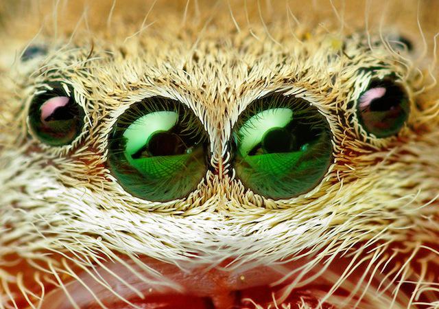 Vai lēcējzirnekļi redz to... Autors: Zirnrēklis Kā darbojas zirnekļu redze?