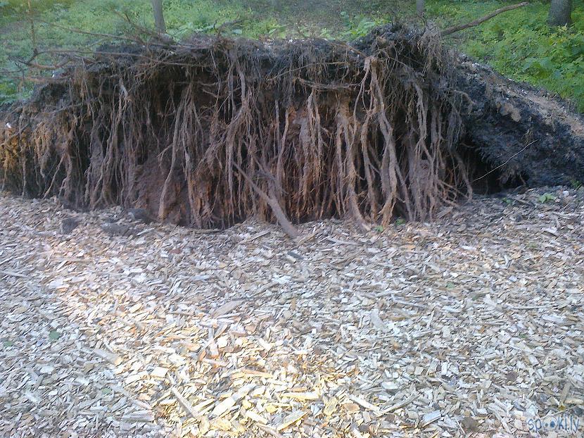 Koku scaronķēpeļu taka ar... Autors: ezkins Burtojam Burtniekus