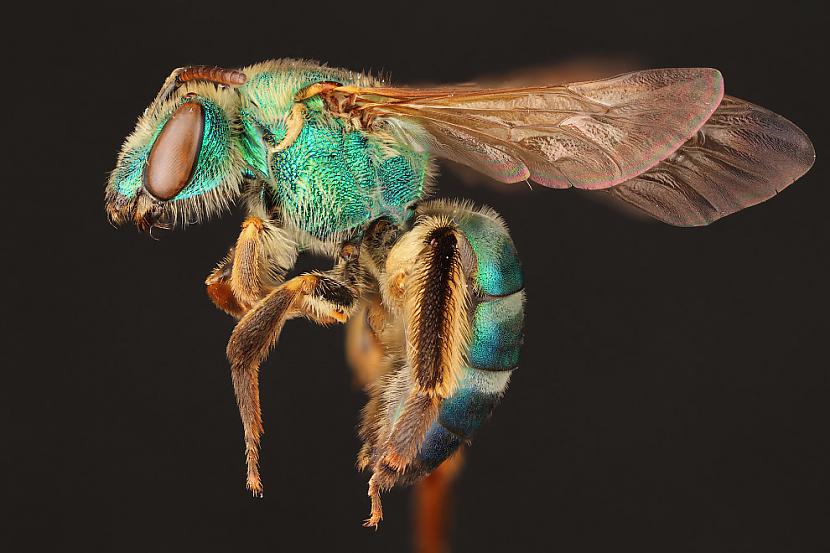 Bitēm ir garscaron snuķītis... Autors: ezkins Noslēpumainās bites (makrouzņēmumi)