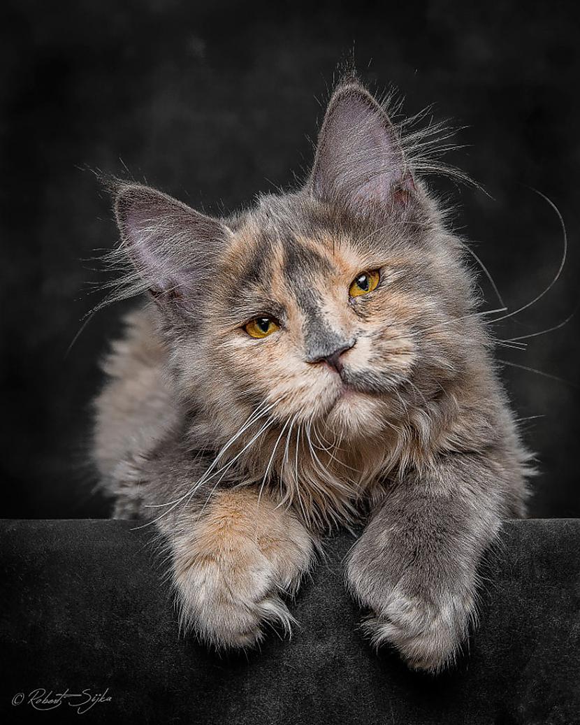  Autors: ArchiiTips Iespaidīgas kaķu fotogrāfijas #2