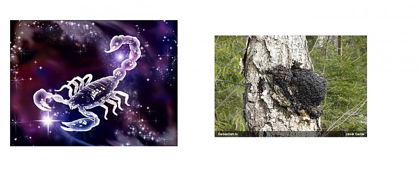 SkorpionsVēlā rudenī un ziemā... Autors: Fosilija Horoskopa zīmju augi.