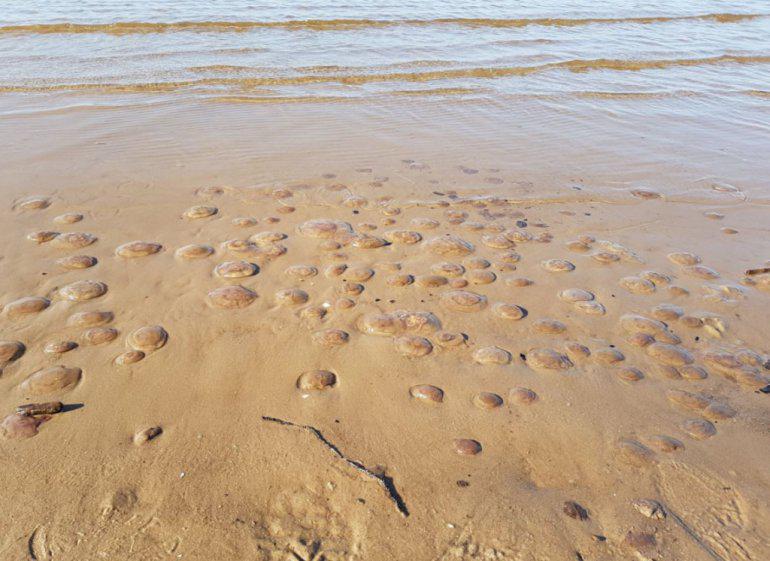 Protams Liepāja nav vienīgā... Autors: 100 A Liepājas pludmales apmeklētājus pārsteidz rozīgas medūzas!