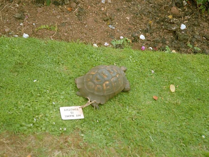 Bruņurupucis TimotijsBritu... Autors: Lestets Armijas talismani