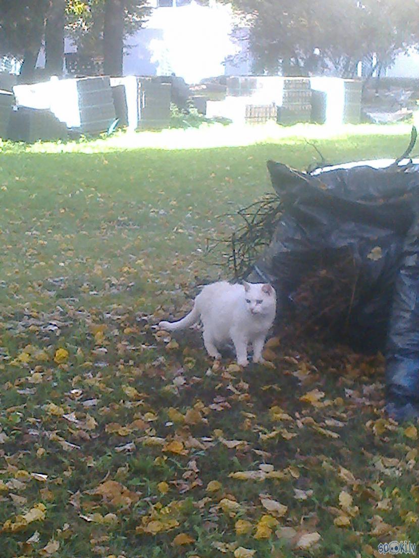 Baltais kaķis kontrastē uz... Autors: ezkins Rudens nokrāsas