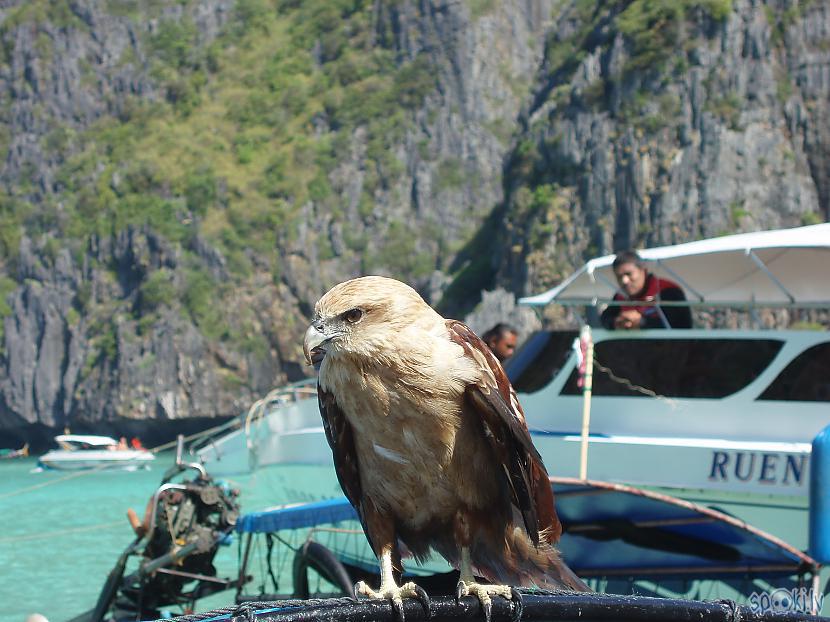Putnu karalisnbspLepns un... Autors: Juris1604 Ceļojums uz Taizemi