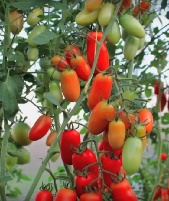 Vasarā tomāti bija smuki un... Autors: Raziels Gatavinām pēdējos tomātus siltumnīcā