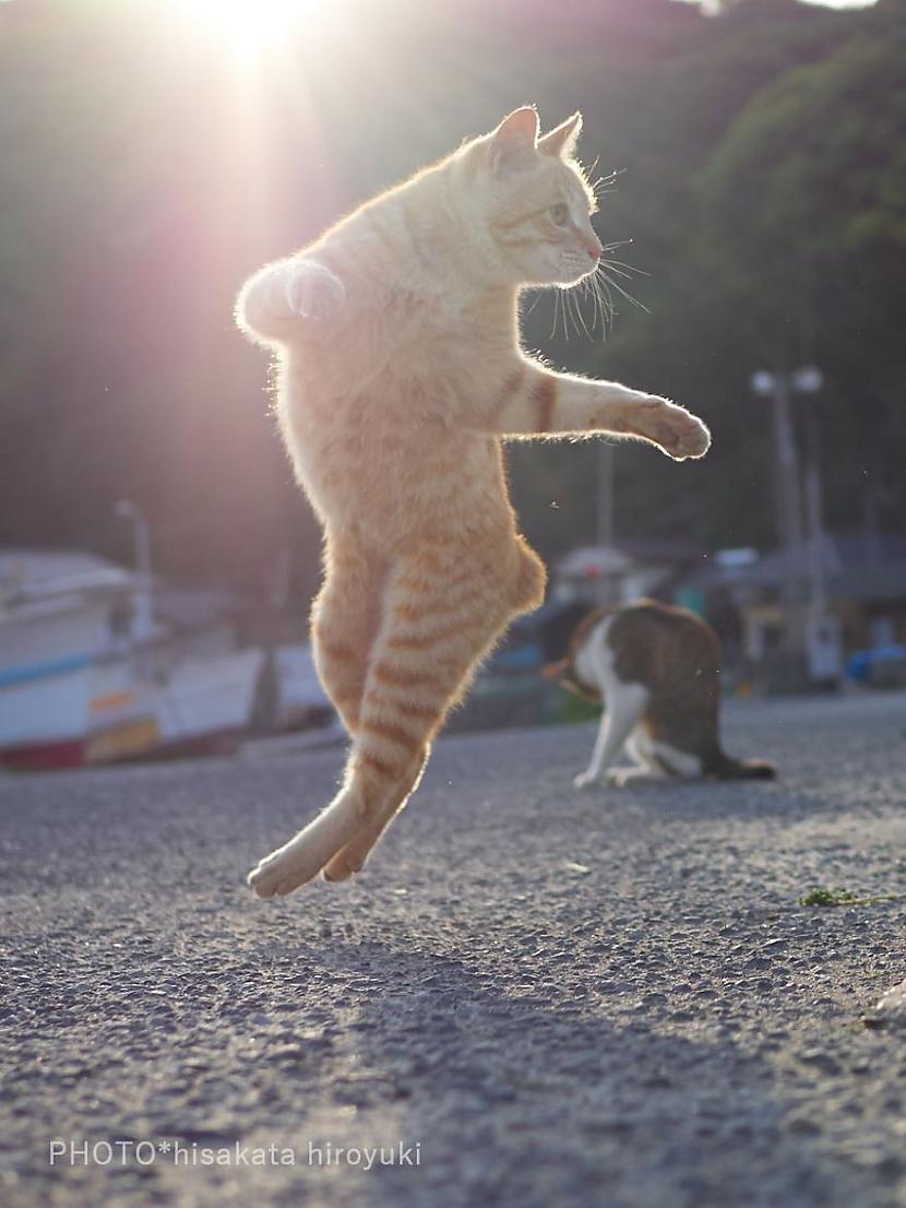  Autors: jaukumiņa Kaķu dejošana :)