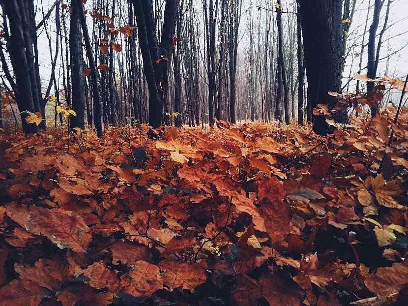  Autors: Fosilija Autumn #35