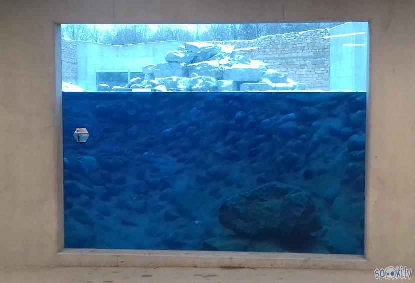 Scaronis ir baseins... Autors: Lestets 1. janvāra pastaiga pa Tallinas zoo