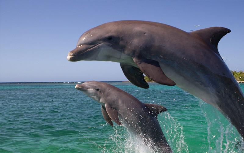 Katram delfīnam ir savs vārds... Autors: Yenko Interesanti fakti! #2