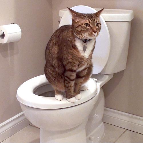  Autors: Valery 2 Kā pieradināt kaķi nokārtoties tualetes podā?