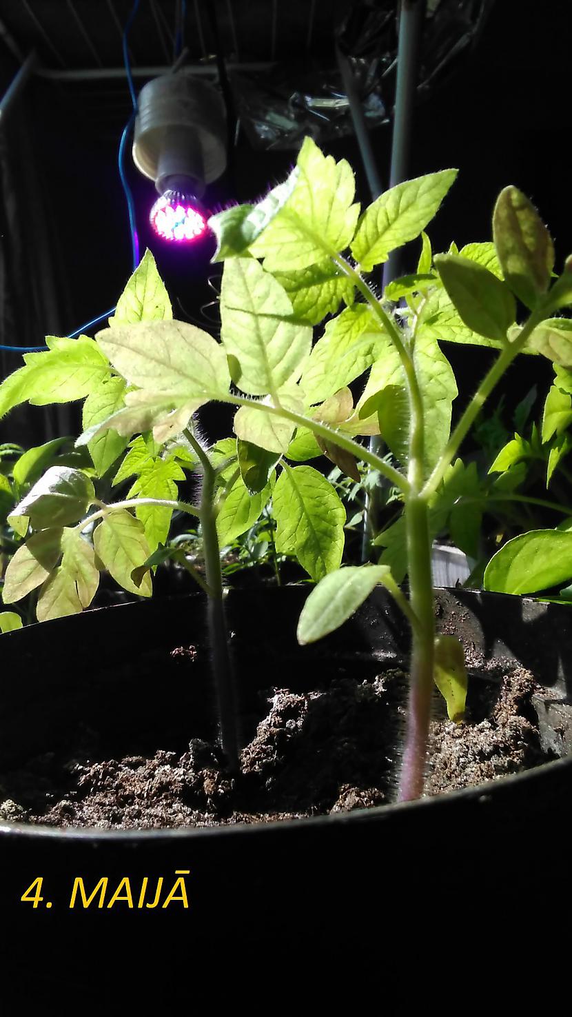 Uz tomātiem tuvojoties... Autors: Raziels Stādiņu audzēšana ar fitolampu