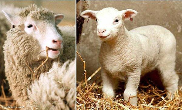 Dollija uzvedās kā parasta... Autors: Dindinja Pirmais klonētais zīdītājs - aita Dollija