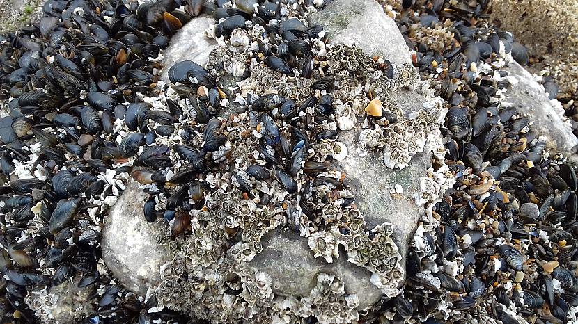 Mussels Arī ēdamas bet vajag... Autors: Griffith Velsas pludmales, sestdiena.