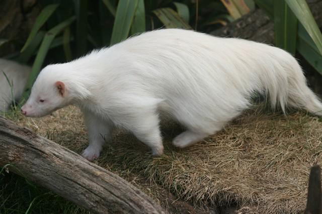  Autors: Fosilija Dabas kļūdas - dzīvnieki albīni.