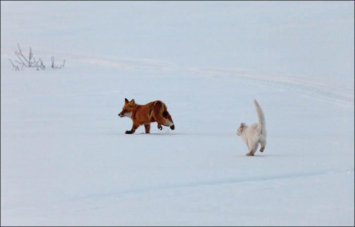 Kronotskas dabas rezervāts ir... Autors: Lestets Vai tas ir drosmīgākais kaķis Austrumos?