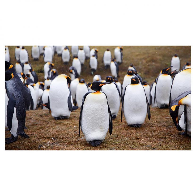  Autors: ALISDZONS Falkland Islands