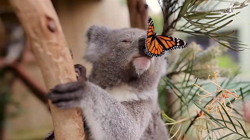 Koalas ir vienīgā... Autors: Fosilija Koalas.