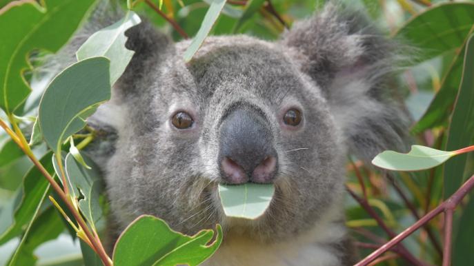 Koalas pārsvarā pārtiek no... Autors: Fosilija Koalas.