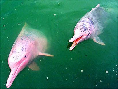 Amazones delfīns satraukuma... Autors: ere222 zxzxhzc Amazones delfīni