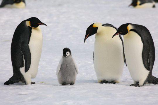 Pingvīnu ķermeņa garums ir no... Autors: ere222 zxzxhzc Pingvīni