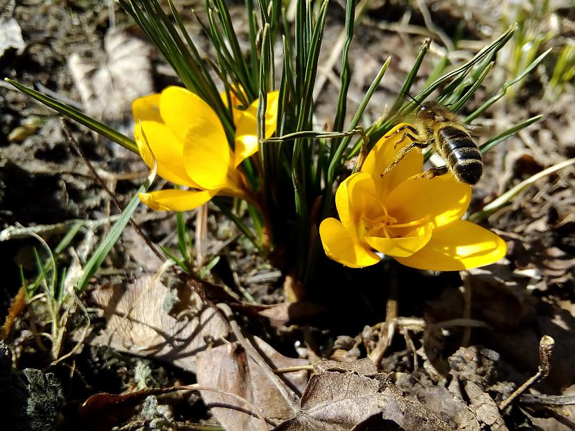 Arī bitēm pavasarisPievienoja... Autors: The Diāna Pavasaris klāt! Atvērto bilžu raksts.