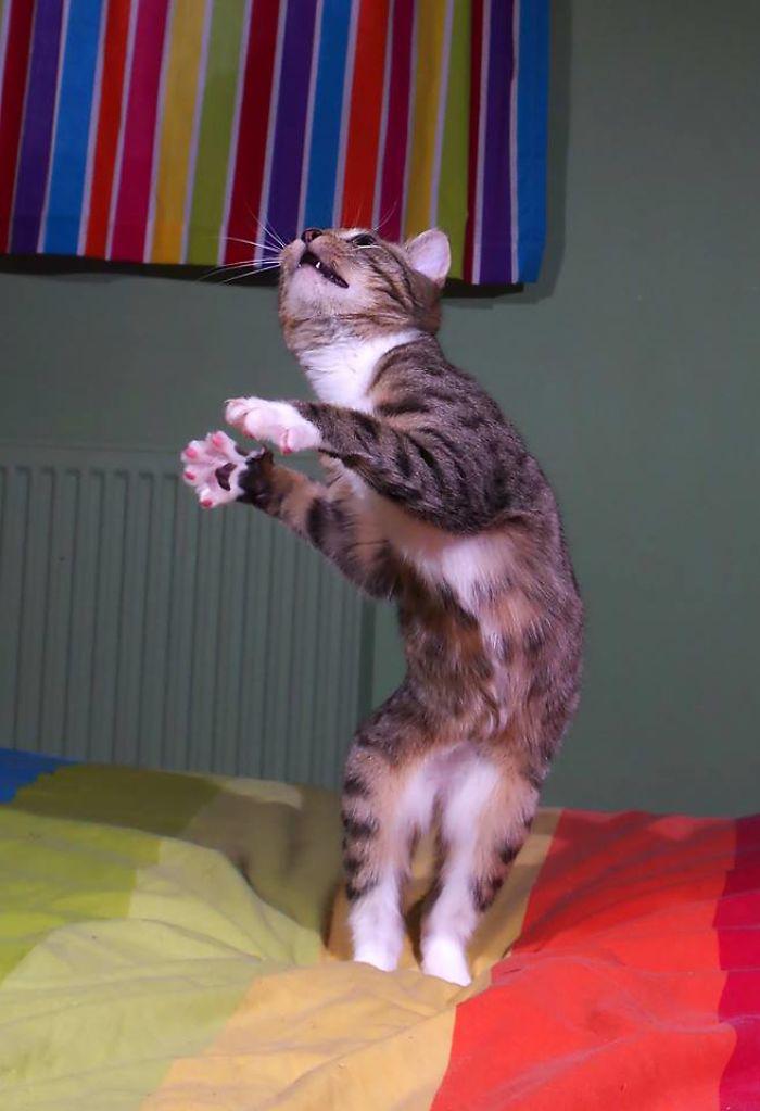  Autors: matilde Noķerts īstajā brīdī: Kaķi, kuriem ļoti patīk dejot