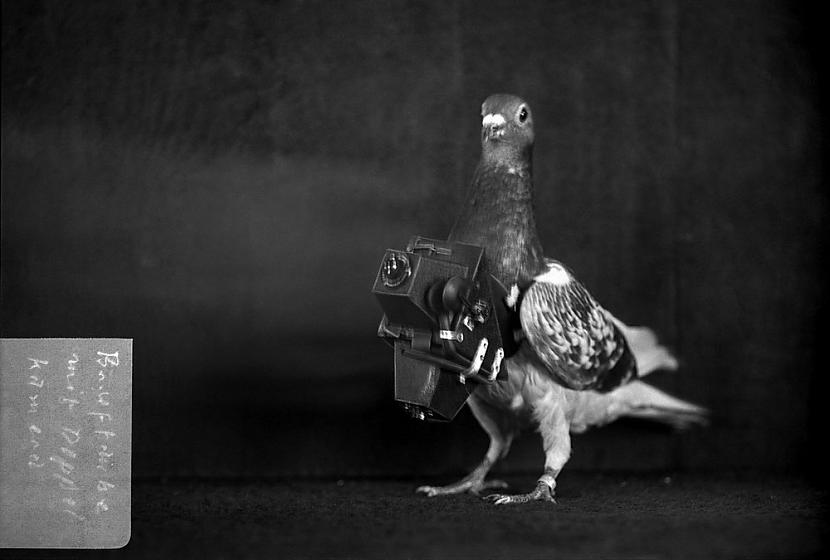 Džūlius Neubronnersnbspbija... Autors: Fosilija II pasaules kara laika labākie spiegi- baloži ar kamerām