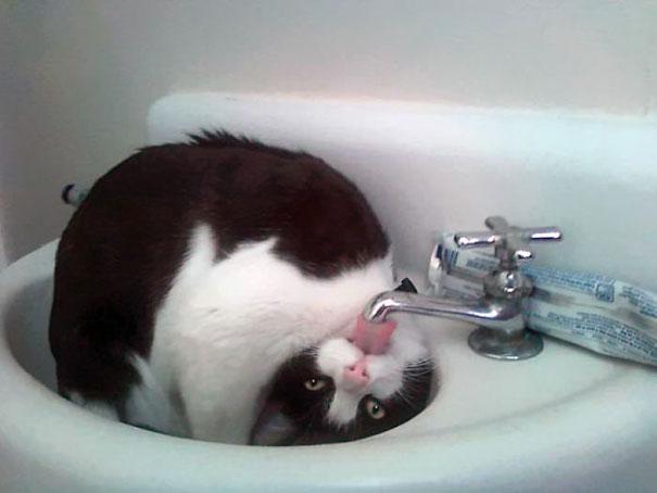 Kāpēc mans kaķis nevar dzert... Autors: Parasts spocēns Varu derēt, ka šie attēli ar ne pārāk gudriem kaķīšiem spēs uzlabos tavu dienu