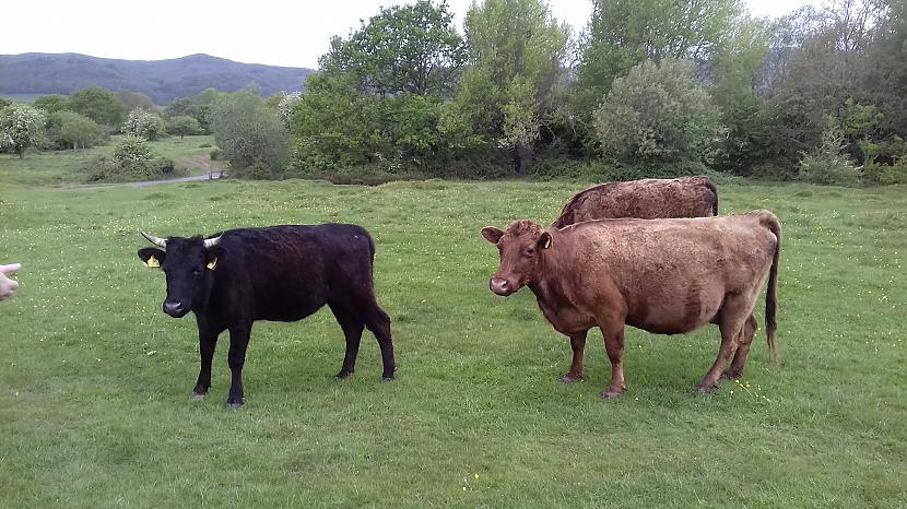  Autors: Griffith Devāmies apciemot govis Welland, Malvern Hills.