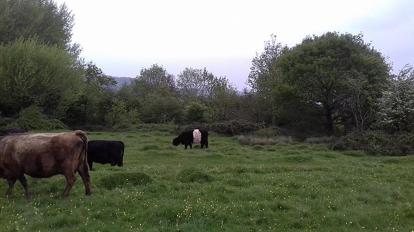  Autors: Griffith Devāmies apciemot govis Welland, Malvern Hills.