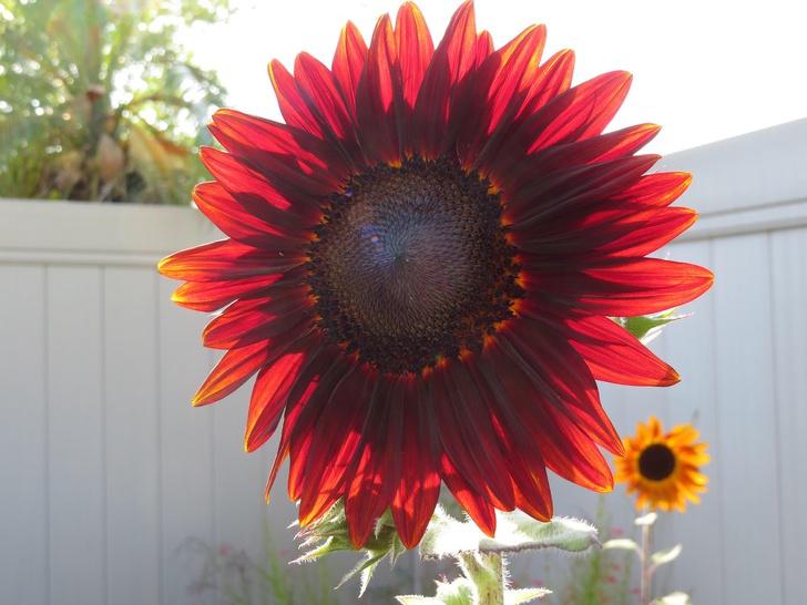 Saulespuķe ar sarkanām... Autors: matilde 19 attēli, kuriem nav nepieciešams fotošops, lai piesaistītu Tavu uzmanību