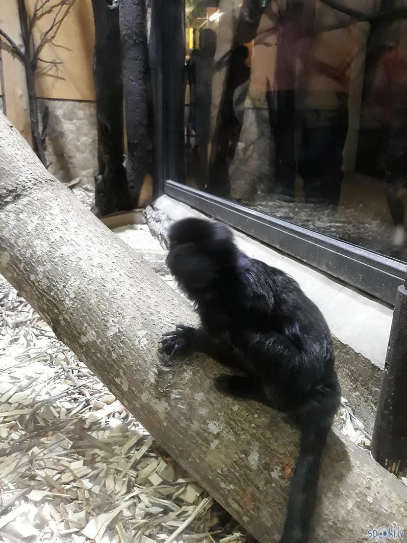  Autors: Agutiņš Rīgas Zoo, dzīvnieku pārsteigums! #2