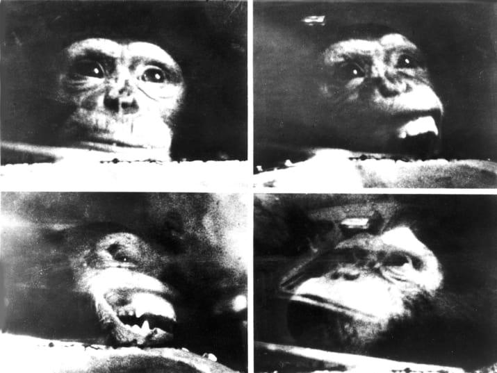 Scaronimpanzes Hama seja... Autors: Lestets NASA agrīnās dienas retā fotogrāfiju kolekcijā