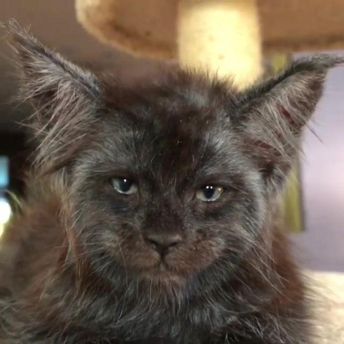  Autors: matilde Kaķis, kuram ir «cilvēkam» līdzīga seja, ir jaunākā interneta zvaigzne
