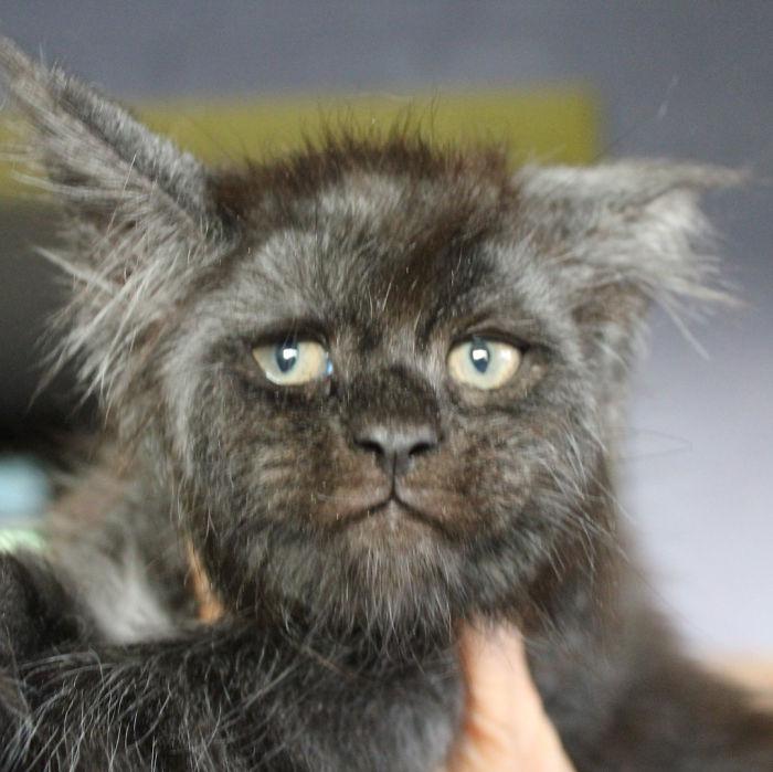  Autors: matilde Kaķis, kuram ir «cilvēkam» līdzīga seja, ir jaunākā interneta zvaigzne