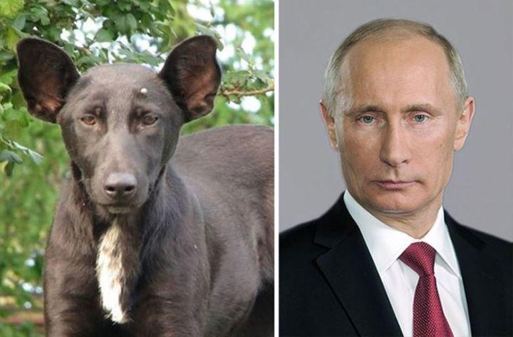 Vladimirs Putins Autors: matss Dzīvnieki, kas līdzinās slaveniem personāžiem un cilvēkiem