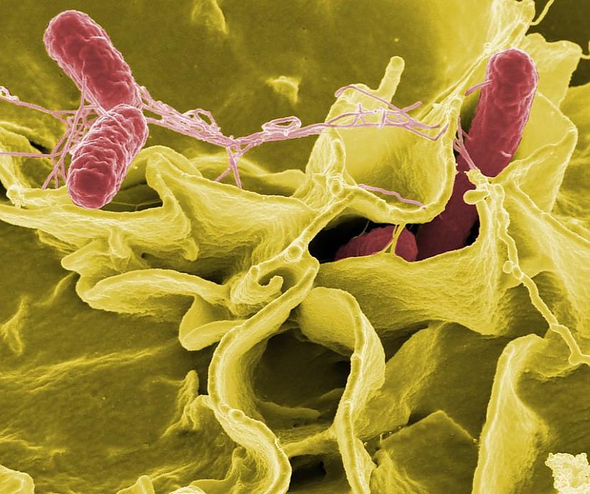 Cilvēka ķermenis varētu... Autors: Lestets Kas notiktu, ja uz Zemes pazustu visi mikrobi?